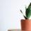 Houseplants Improve Your Physical and Mental Wellness